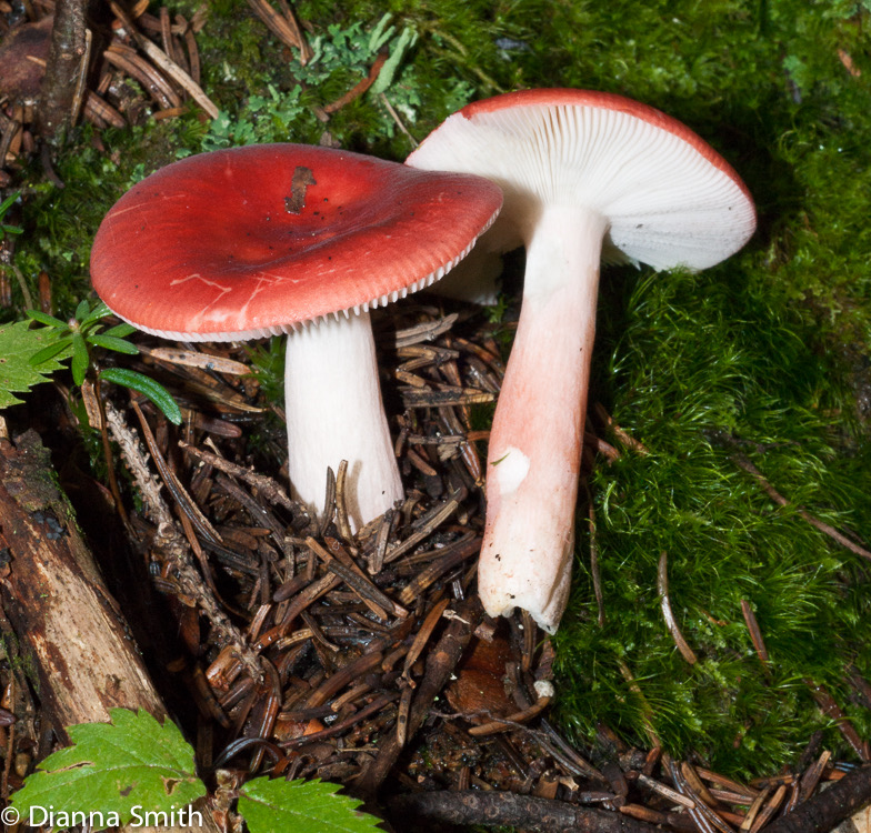 Russula 01817