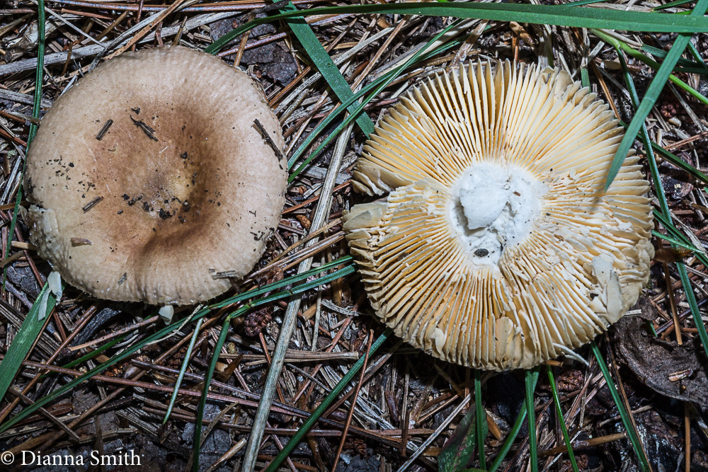 Russula brunneola 07225