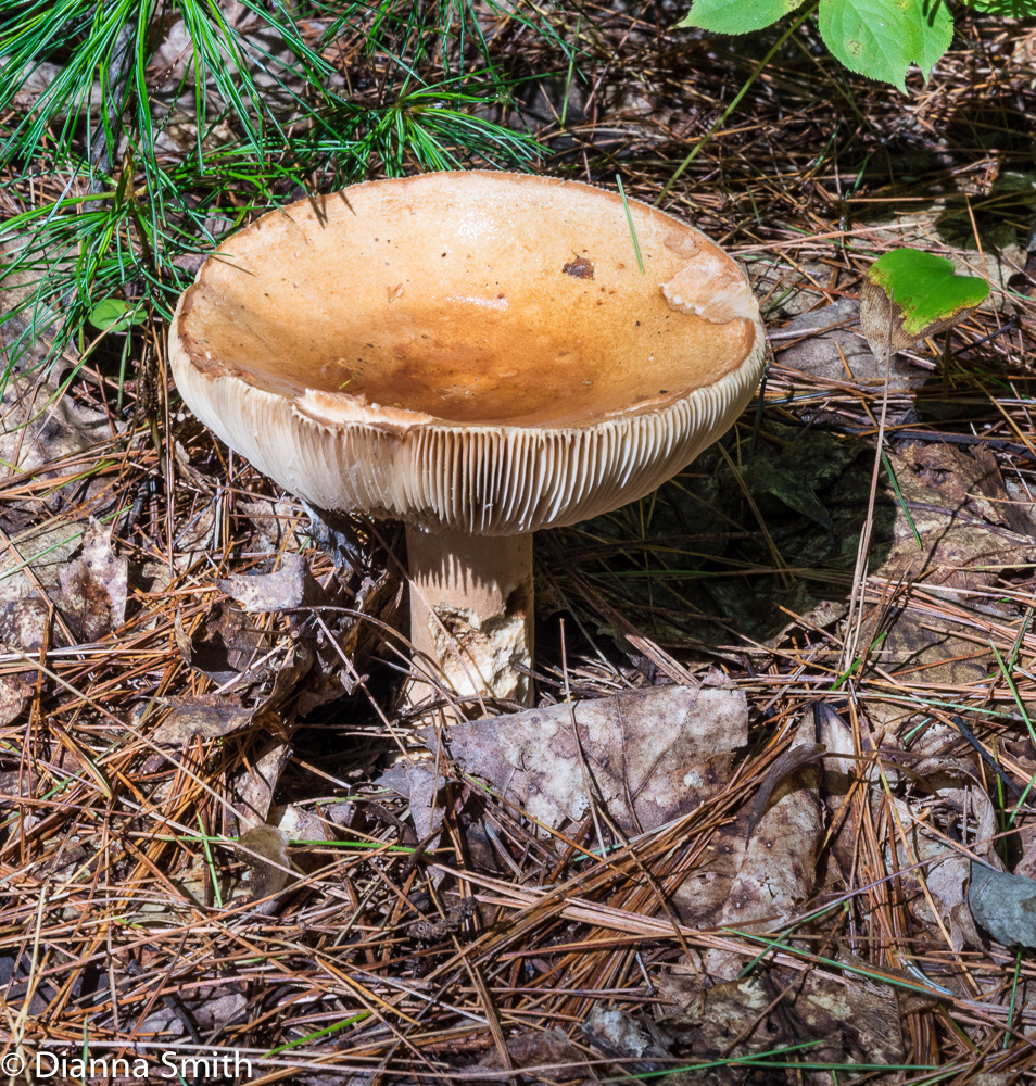 Russula comapacta01331