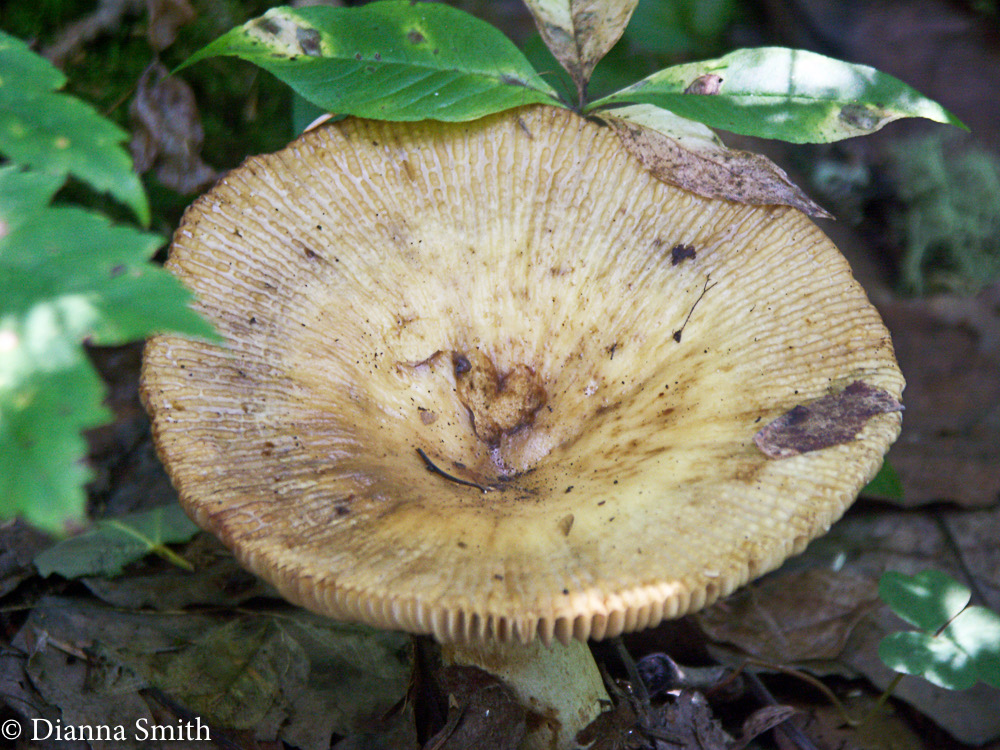 Russula fragrantissima or laurocerasi6131