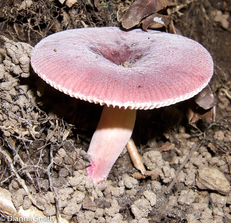 Russula mariae9288