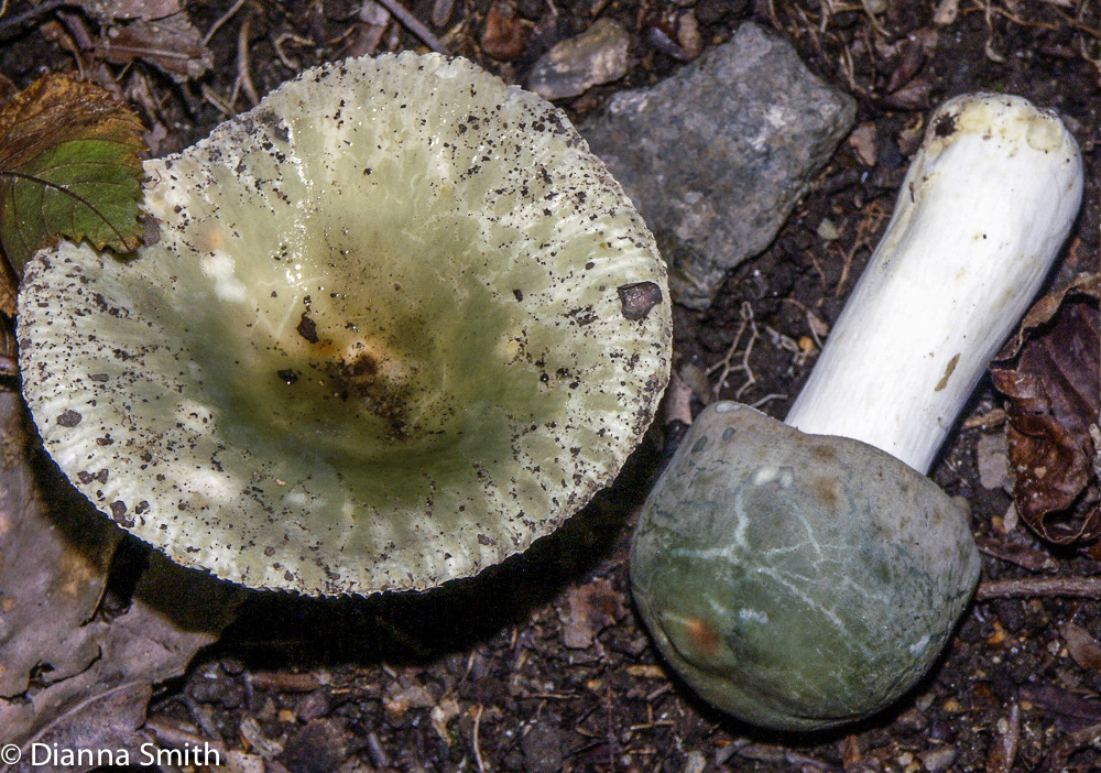 Russula parvovirescens2149