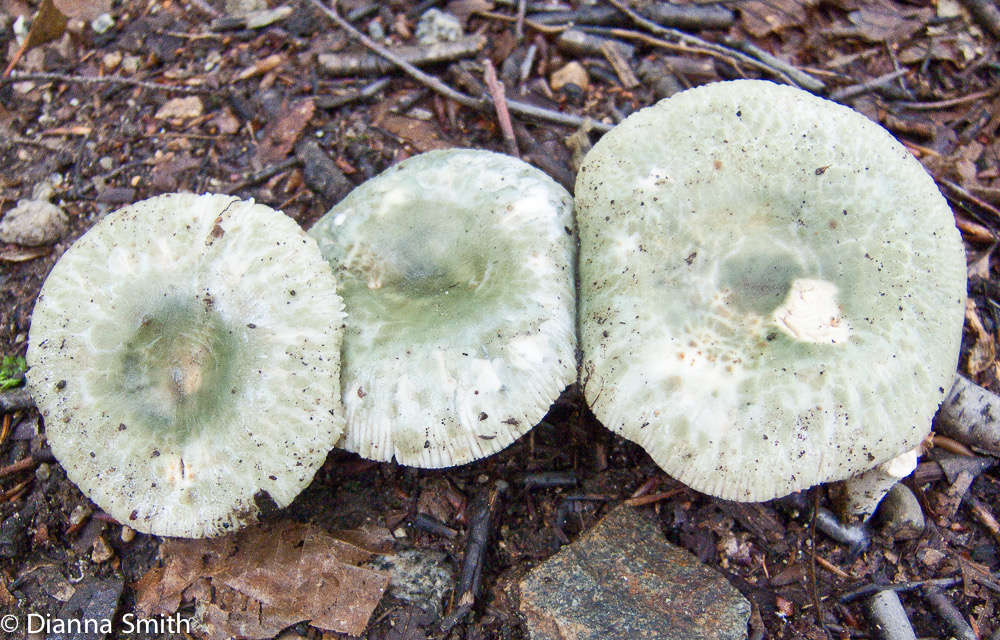 Russula parvovirescens2617