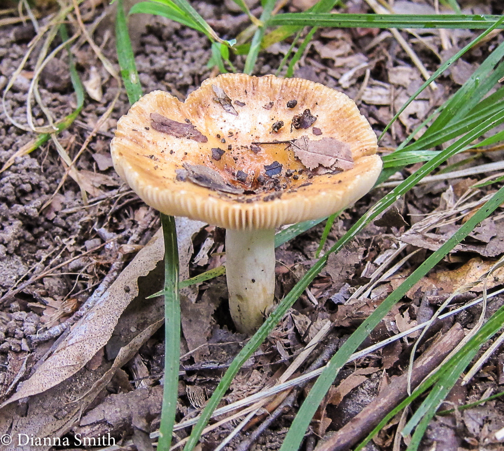 Russula pectinoides_1588
