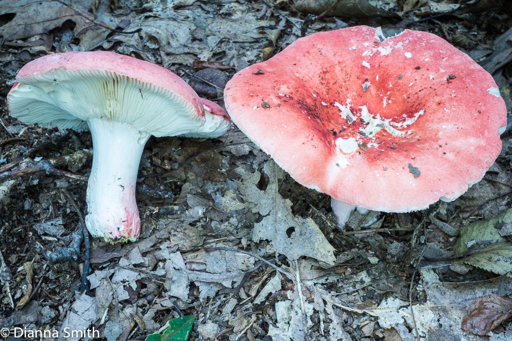 Russula pseudolepida03617