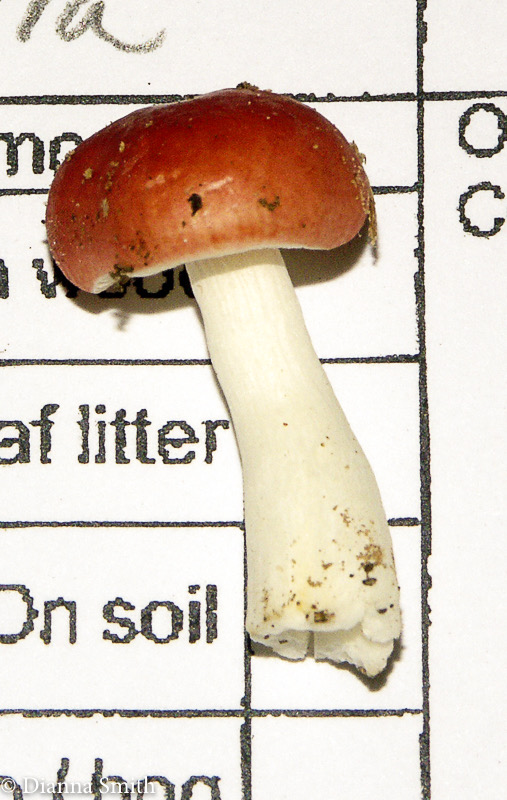 Russula pusilla2405