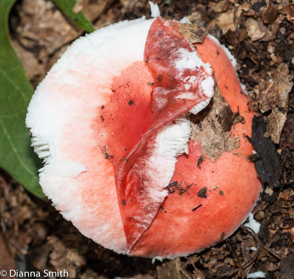 Russula silvicola mb acrid04053