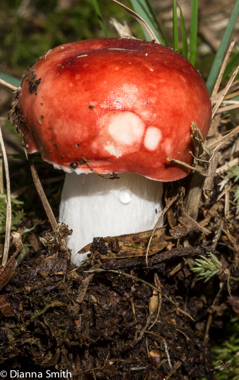 Russula silvicola02647
