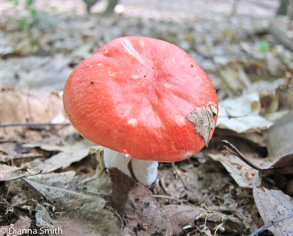 Russula silvicola_1397