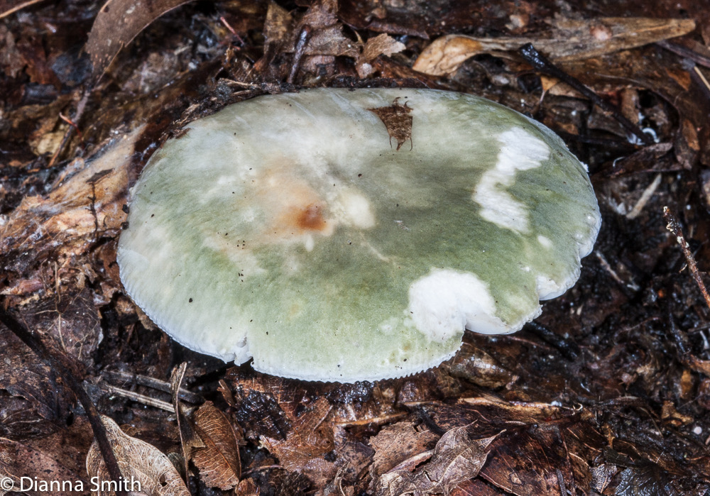 Russula simulans9571
