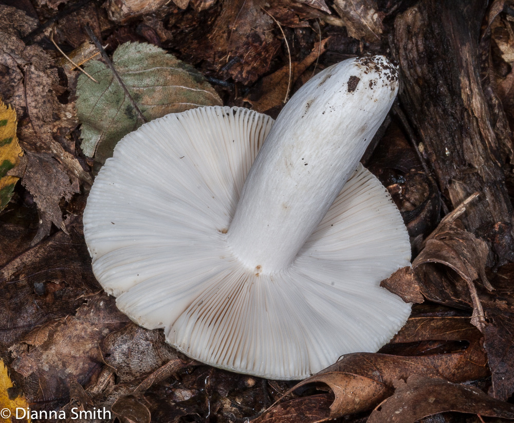 Russula simulans9573
