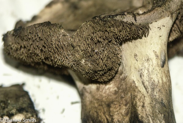 Sarcodon atroviridis0792