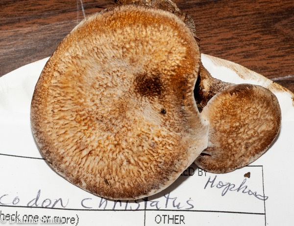 Sarcodon cristatus 03021