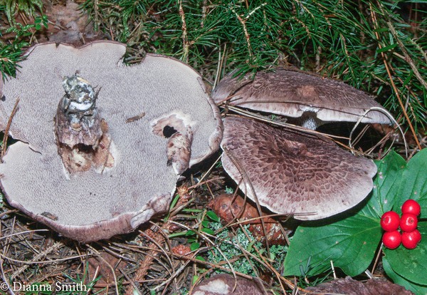 Sarcodon scabrosa with green-blue base0083