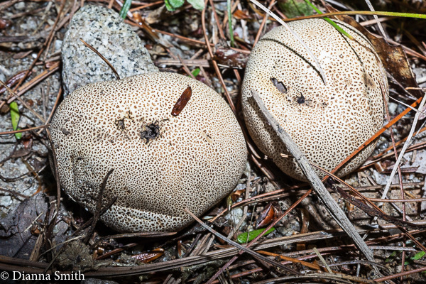 Scleroderma aereolatum 06991