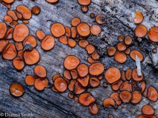 Scutellinia scutellata1010898