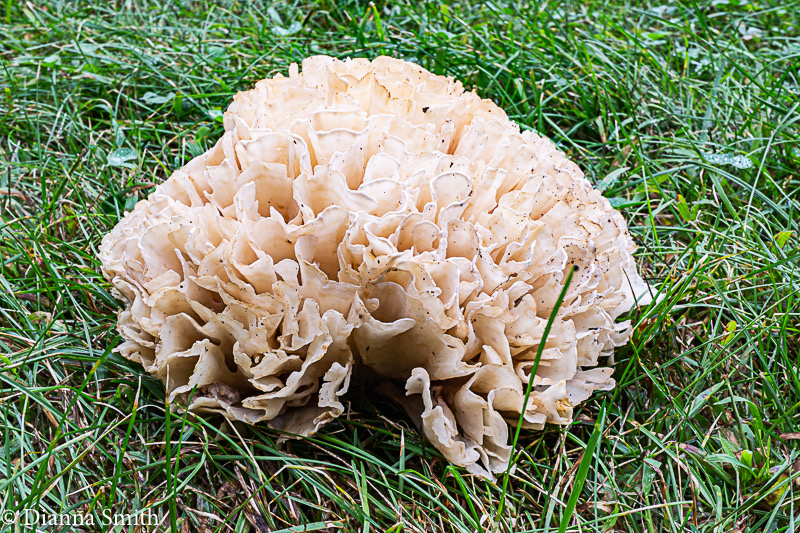 Sparassis spathulata 05403