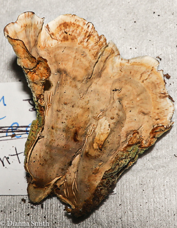 Stereum subtomentosum 0320