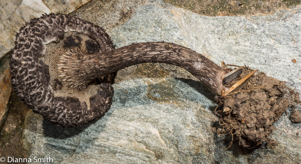 Stobilomyces confusus01742