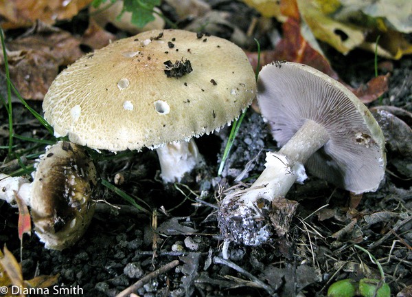 Stropharia hardii7906