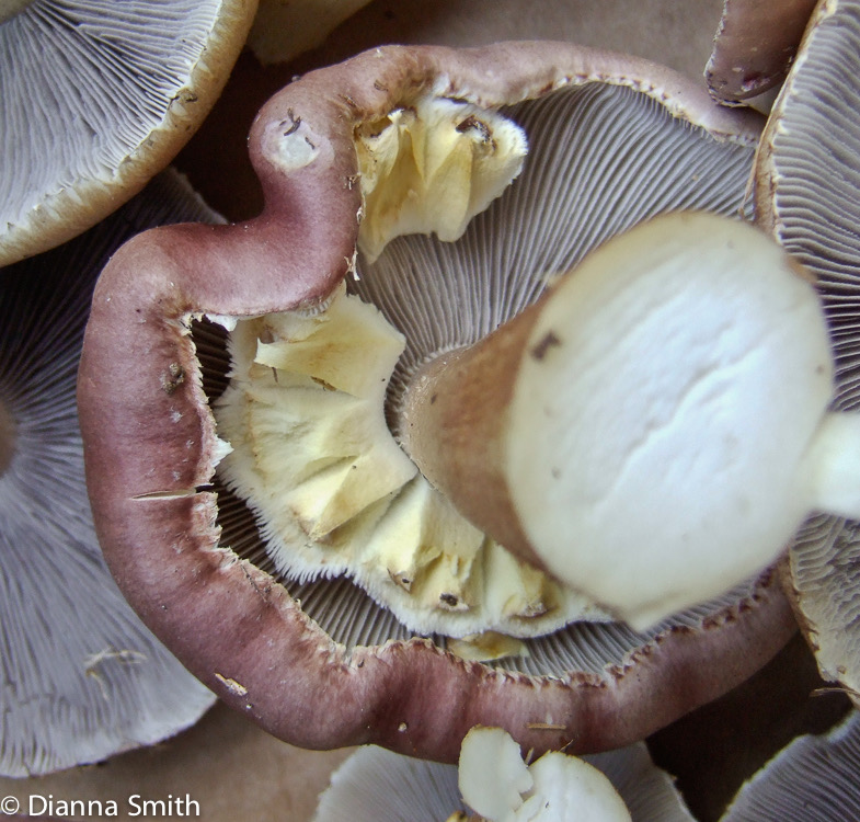 Stropharia rugosoannulata0051