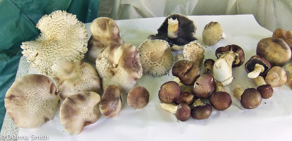 Stropharia rugosoannulata0298