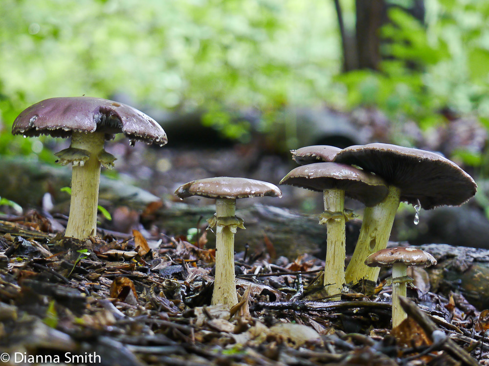 Stropharia rugosoannulata1000009