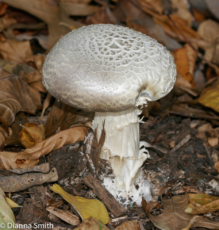 Stropharia rugosoannulata7228