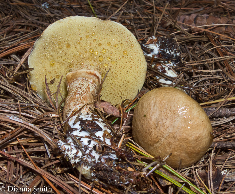 Suillus acidus (Suillus subalutaceus, intermedius) or intermedius 5952