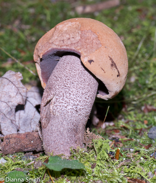 Sutorius eximius (Tylopilus eximius)1020029