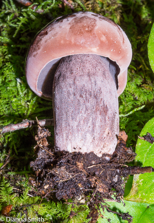 Sutorius (Tylopilus) eximius02430