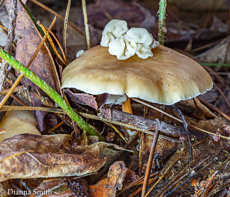 Syzygospora mycetophila 00995