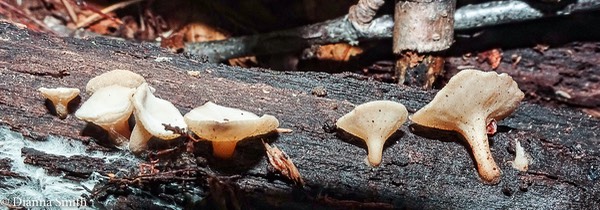 Tatraea macrospora 07763