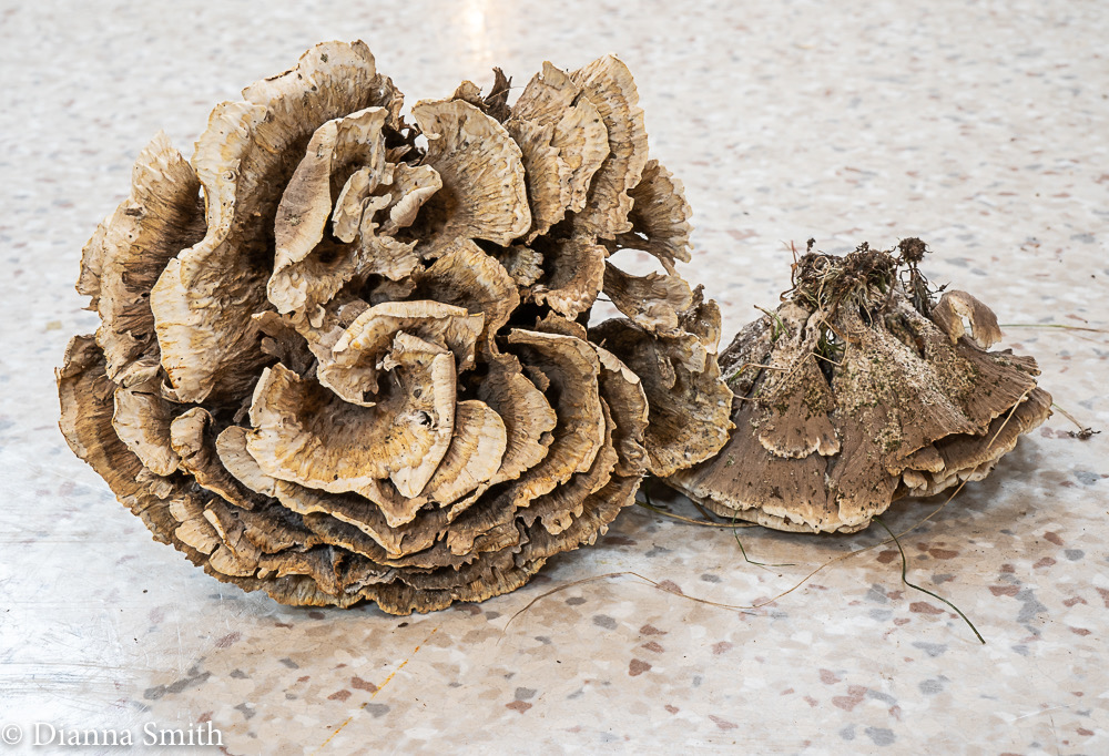 Thelephora vialis 02584