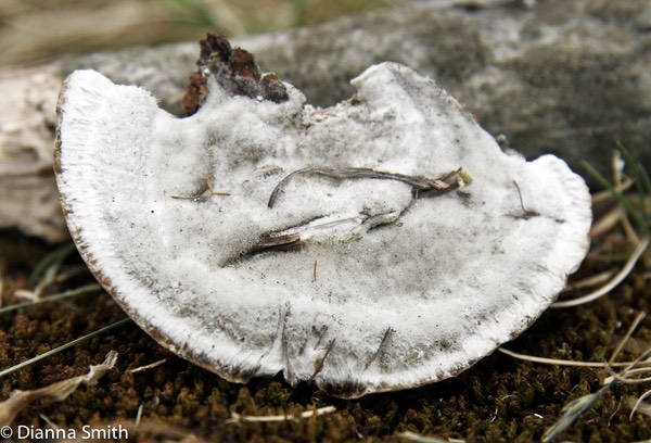 Trametes hirsuta2154