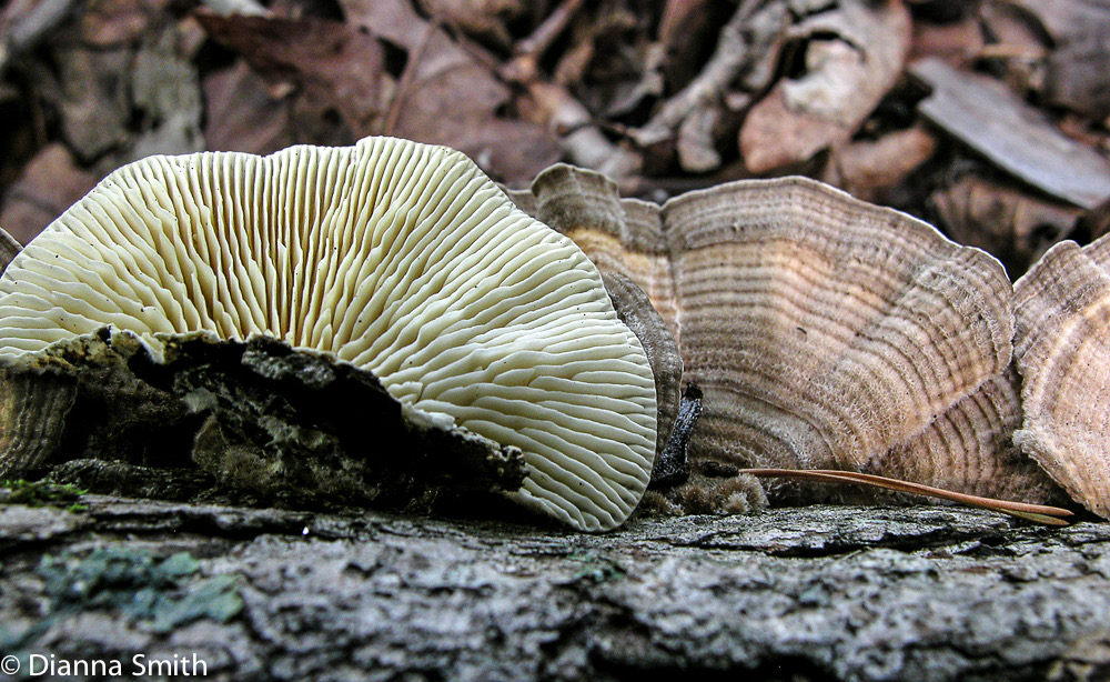 Trametes (Lenzites) betulina1765