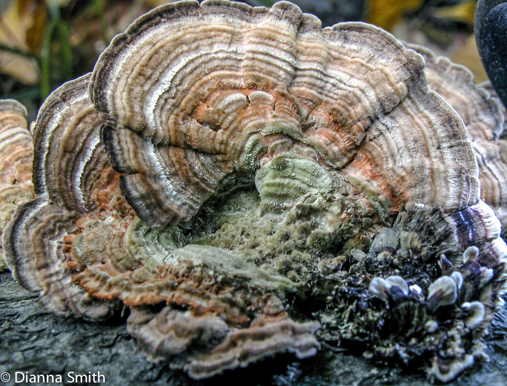 Trametes (Lenzites) betulina2127