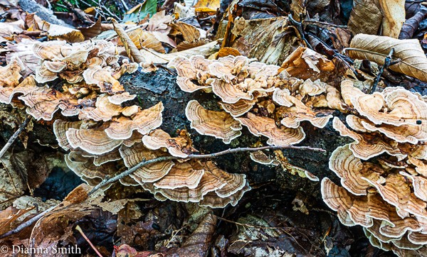Trametes ochracea06149