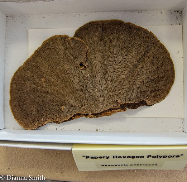 Trametes variegata (Hexagonia papyracea) 2184