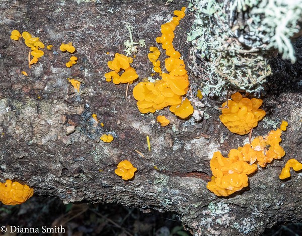 Tremella aurantia  1000448