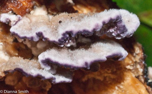 Trichaptum abietinum01641