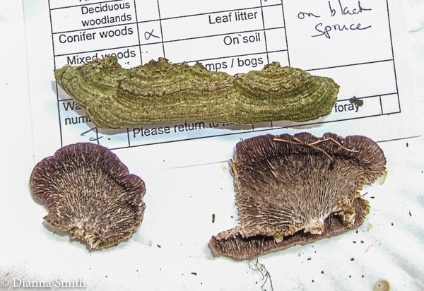 Trichaptum laracina 9371