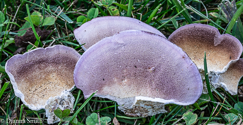 Trichaptum subchartaceum   with pores 04337