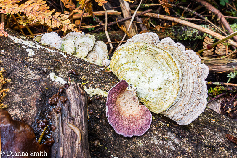 Trichaptum subchartaceum  06219