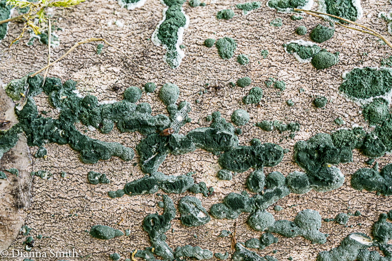 Trichoderma viride 06936