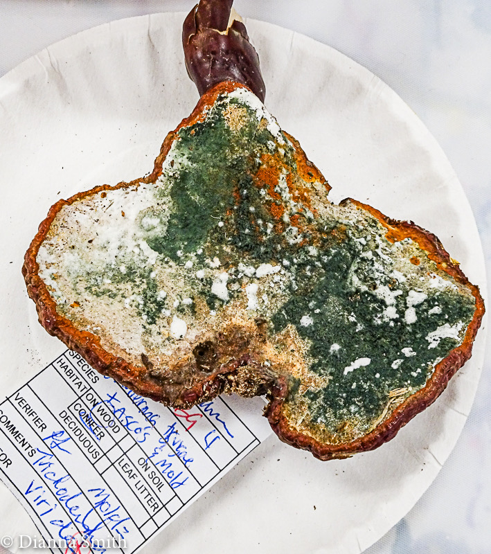 Trichoderma viride on Ganoderma tsugae 02989