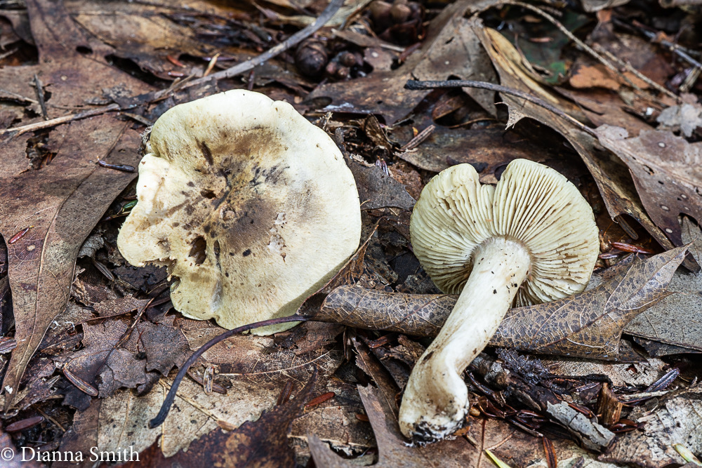 Tricholoma palustre Smith  03094