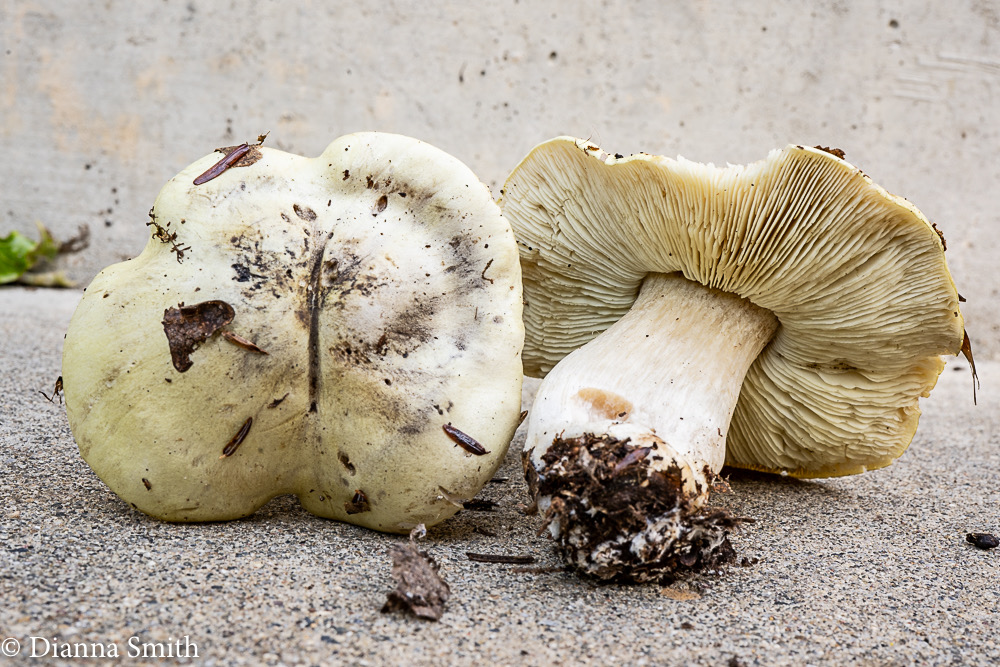 Tricholoma palustre Smith  03109