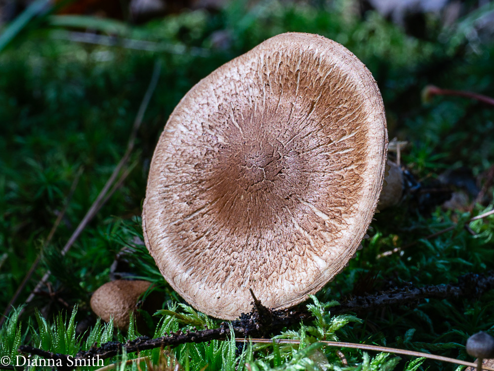 Tricholoma vaccinum1030209
