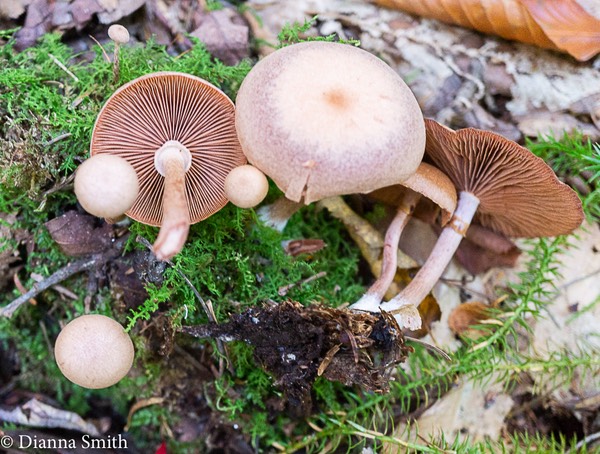 Tubaria confragosa   08109